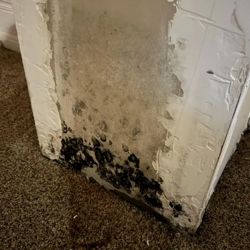 Professional Mold Removal in Livonia, MI